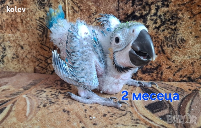 Папагал Синьожълта ара /Ara ararauna/бебе