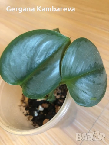 Scindapsus treubii Moonlight 