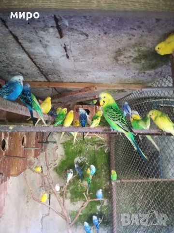 Различни видове папагали, Ферма " Meshi i Sie" , снимка 10 - Папагали - 33912948