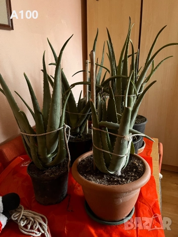 Алое вера - различни големини, снимка 7 - Стайни растения - 41737569