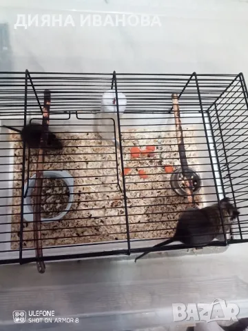 Сладки катерички дегу, снимка 5 - Хамстери - 48394109