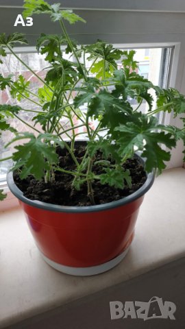 Продавам цветя Индрише (български сорт), снимка 14 - Стайни растения - 35600076