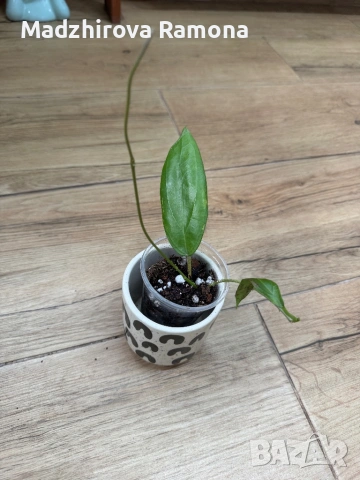 Hoya Sweet scent Hoya Flores Island , снимка 2 - Стайни растения - 54001824