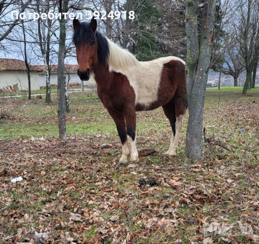 Продавам шарен кон жеребец 