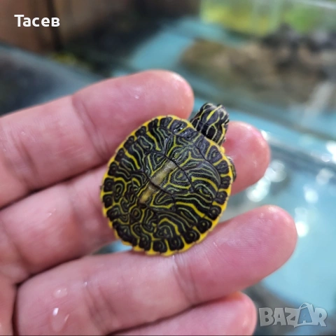 Водни костенурки