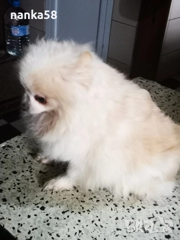 Продавам померанка, снимка 3 - Померан - 53200854