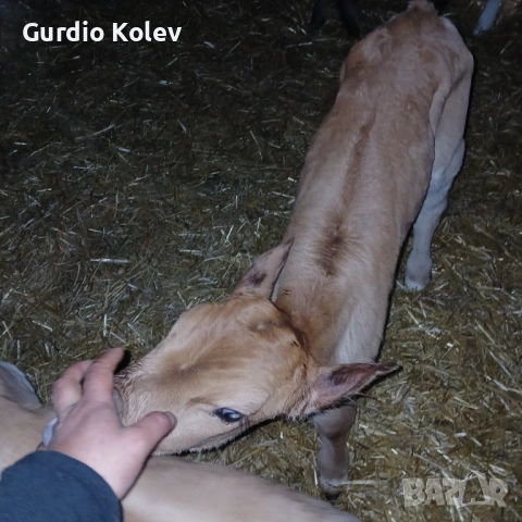 Телета , снимка 4 - Крави - 54015785