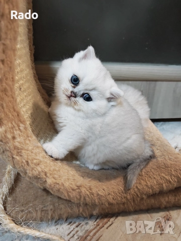 Клепоухи и правоухи сребърни чинчили , снимка 9 - Чинчили - 52890502