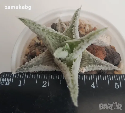 Алое (Aloe Sugar White), сукулентно растение