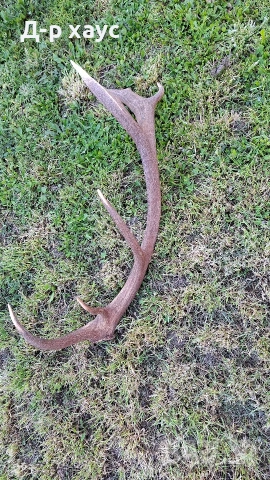 Единичен еленски рог , снимка 2 - Декорация за дома - 54304399