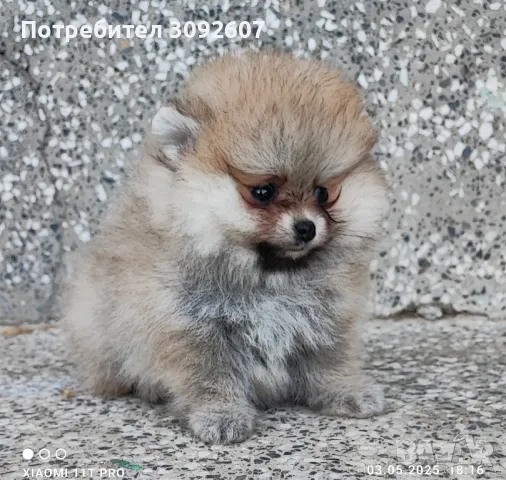 Померан момиче, снимка 2 - Померан - 50143979