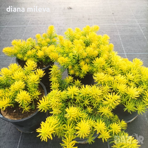 Седум  Анджелина, Sedum rupestre Angelina, снимка 8 - Градински цветя и растения - 52162046