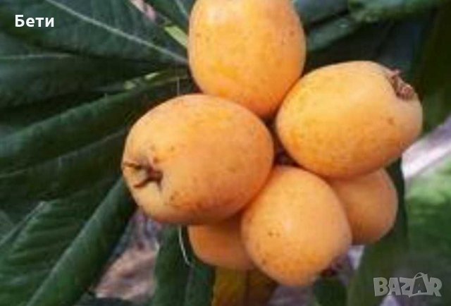 Японска мушмула , снимка 7 - Градински цветя и растения - 31277559