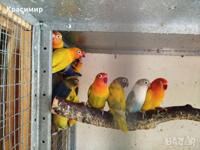 различни видове птици 