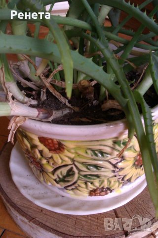 Алое, снимка 3 - Стайни растения - 15327909