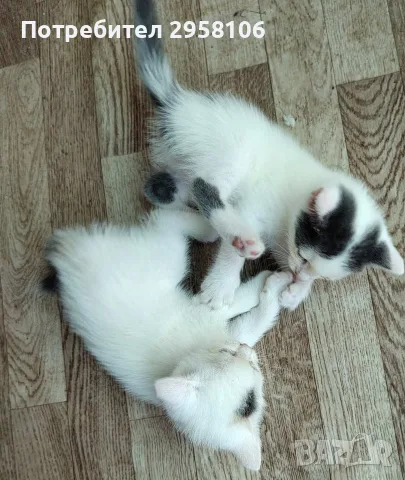 котенца търсят дом, 3 мес., снимка 6 - Други - 55841425