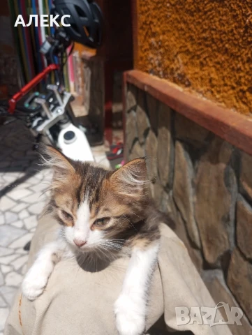 ПОДАРЯВАМ КОТЕНЦА, снимка 15 - Мейн кун - 50985226