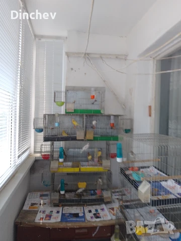 Канарчета Орфей мъжки и женски, снимка 1