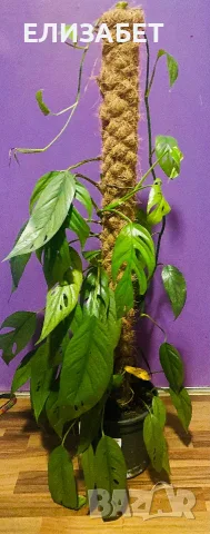 Fhilodendron filodendron