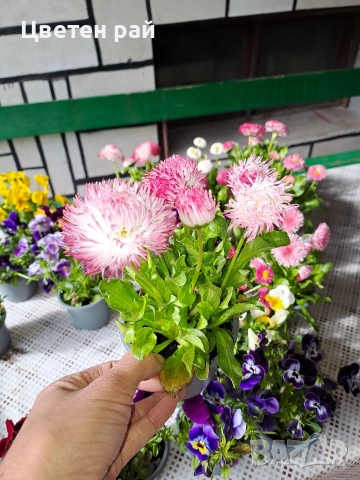 Парички 2€брой саксия , снимка 3 - Градински цветя и растения - 54222972