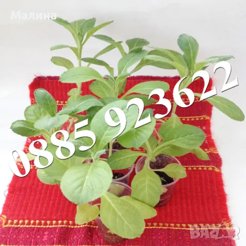 Разсад Тютюн или Физалис - Биологично и Екологично Отглеждани, снимка 2 - Разсади - 45795601