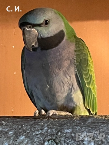 Китайски александри 