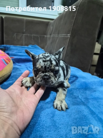 френски булдоци