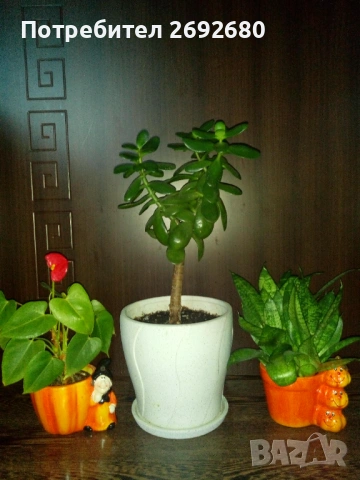 Красула-дървото на живота 60см.+голяма бяла керамична саксия с подложка,сенсевиера,антуриум