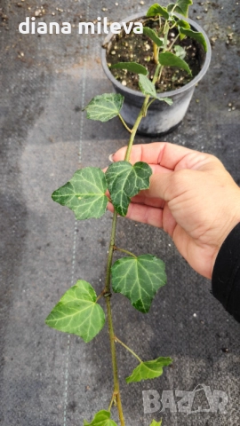 Обикновен бръшлян (hedera helix), студоустойчив, снимка 8 - Градински цветя и растения - 48092539