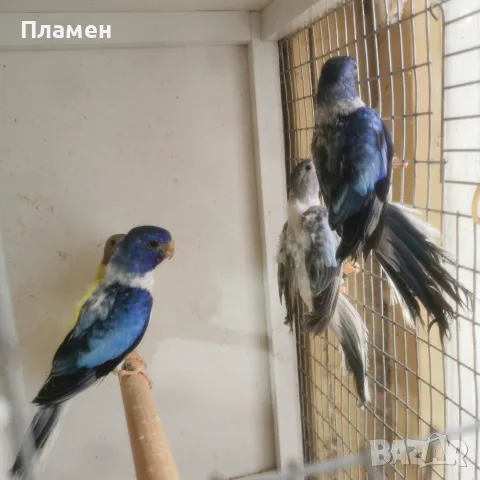Неофема Сплендида