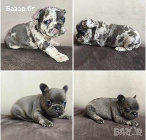 Френски булдочета ( флъфи ген), снимка 6 - Френски булдог - 53719888