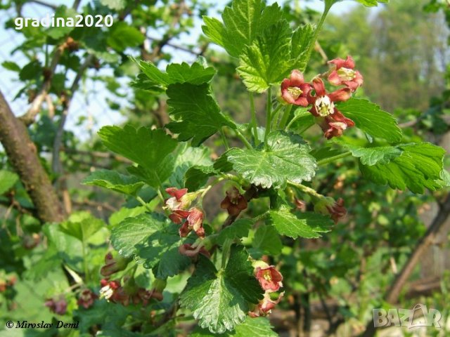 Йоща - Хибрид между касис  и цариградското грозде, снимка 2 - Градински цветя и растения - 31815976