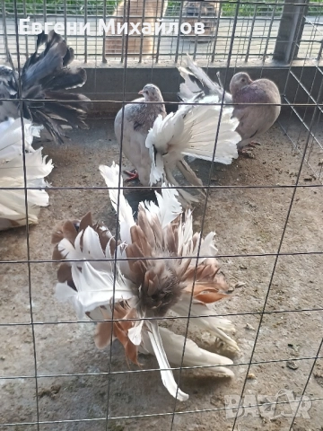 Фенерлии , снимка 4 - Гълъби - 52369192