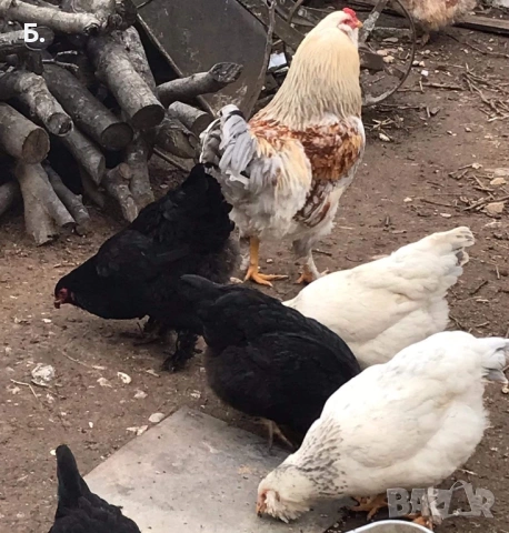 Разплодни яйца, снимка 6 - Кокошки и пуйки - 54259028