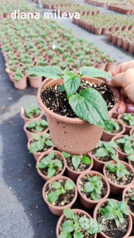 Салвия Мистично Синьо, Salvia 'Misty' blue или по-известна като Градински чай!!, снимка 7 - Градински цветя и растения - 54161538
