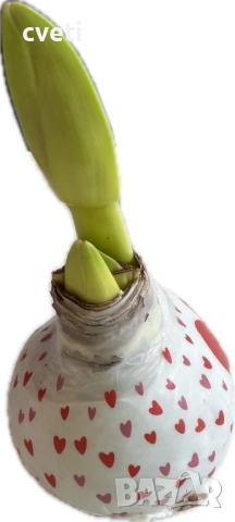 АМАРИЛИС ВЪВ ВОСЪК, снимка 6 - Градински цветя и растения - 53292862