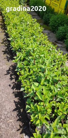 Хортензия paniculata Wim's Red, снимка 7 - Разсади - 51746856