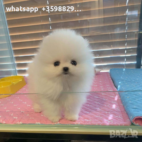 Pomeranian ​ WhatsApp + 359-88-298-17-94, снимка 2 - Померан - 44803877