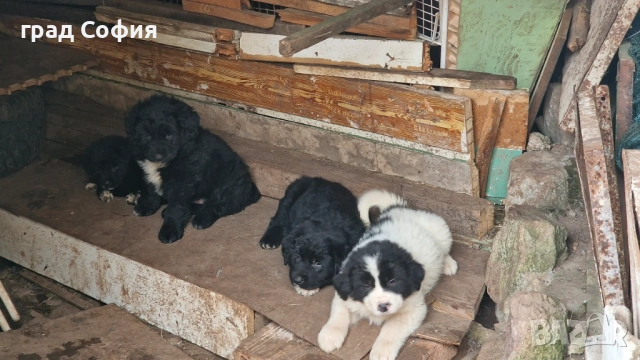 продавам породисти кученца на 40дена-Каракачанки, град Враца, снимка 7 - Каракачанска овчарка - 54187879