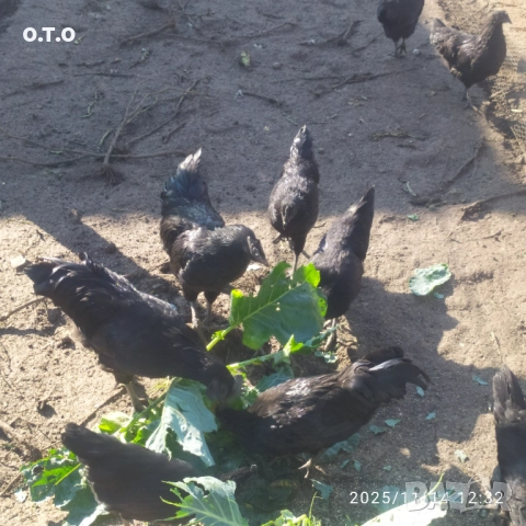 Петли Аям кемани!!, снимка 3 - Кокошки и пуйки - 52413422