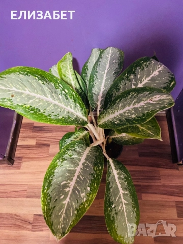 Aglaonema