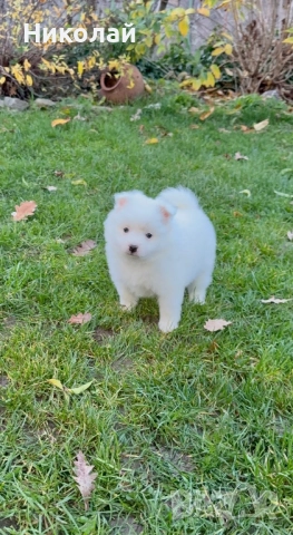 Померан момче. Померанче, снимка 6 - Померан - 52633625