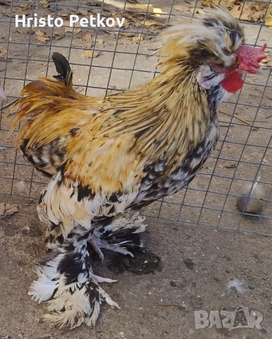 Продавам Чифт Струмски Бантам 