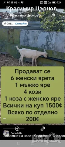 агнето е каракачанска порода , снимка 3 - Кози - 55708980
