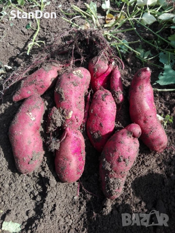 Сладки картофи - БАТАТИ , снимка 2 - Разсади - 54025693