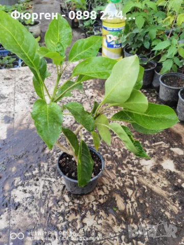 Соландра - Solandra maxima, снимка 3 - Разсади - 51248626