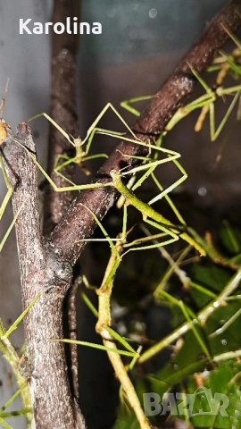 Анамска пръчка , снимка 3 - Други - 51379934