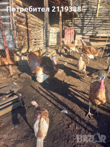 Пуяк, снимка 4 - Кокошки и пуйки - 52422713