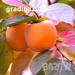  Райска ябълка Налични 4 сорта, снимка 7 - Разсади - 47222307