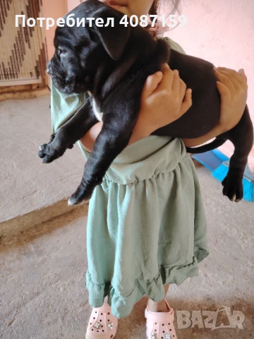 Продава се Кане корсо 2 мъжки 1 женско, снимка 1